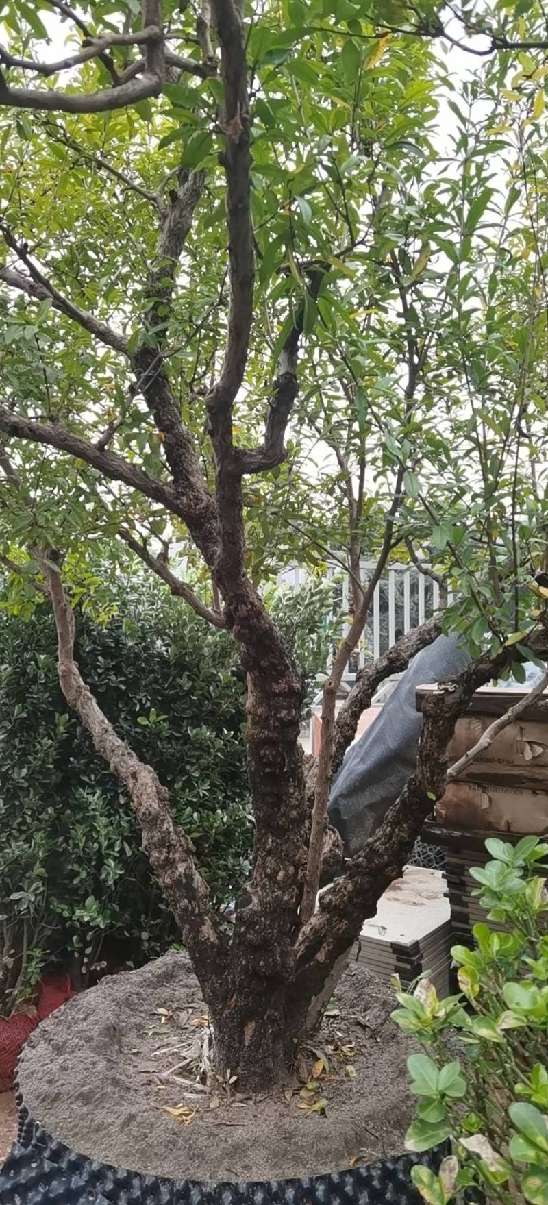 石榴树
