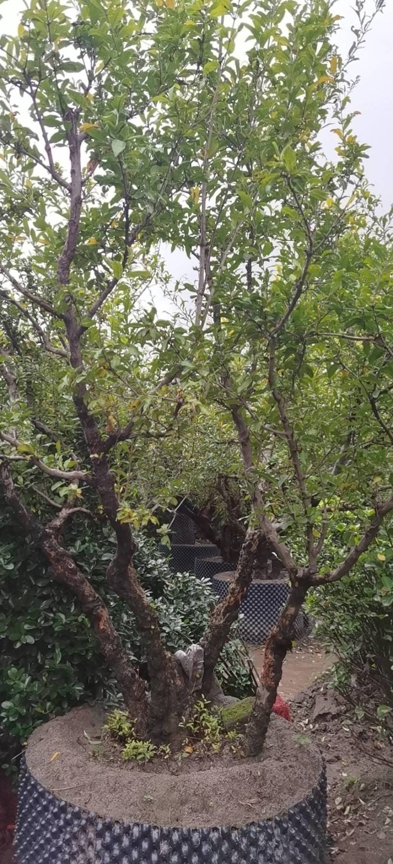 石榴树