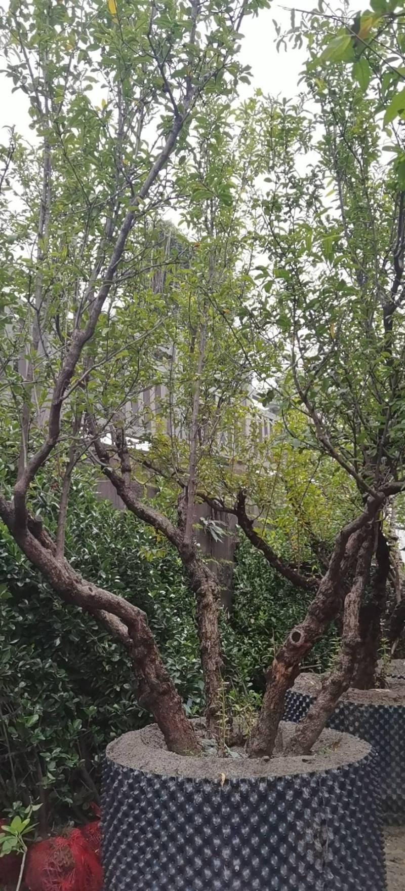 石榴树
