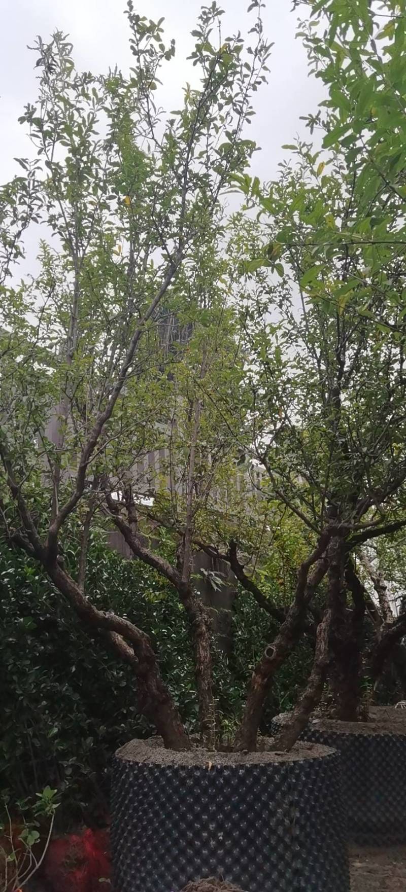石榴树