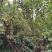 石榴树