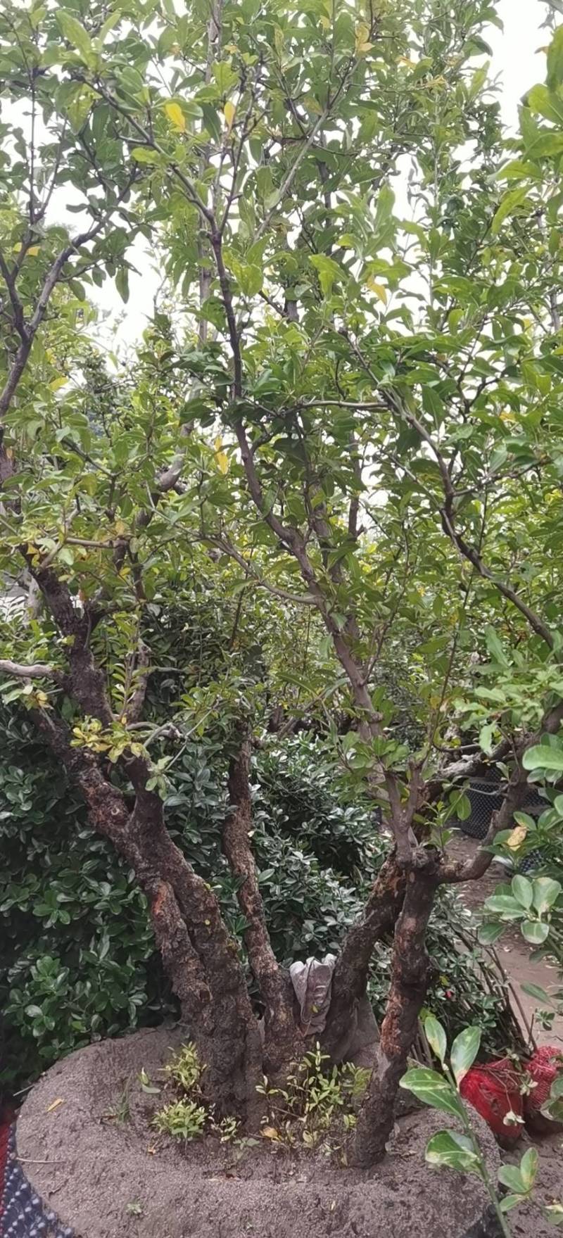 石榴树