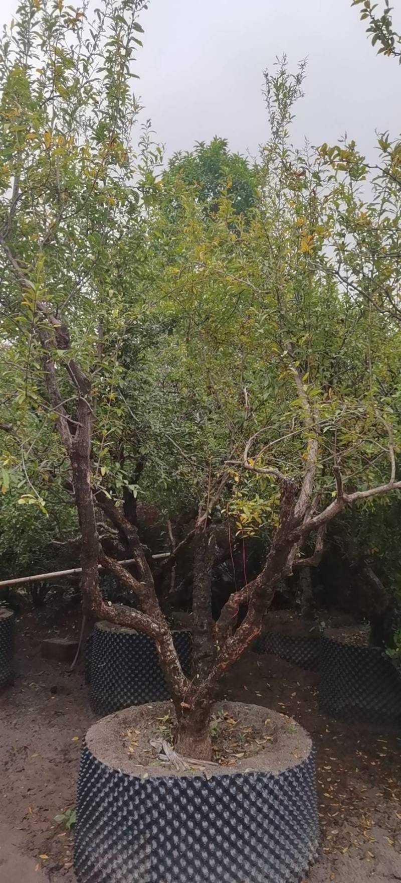 石榴树