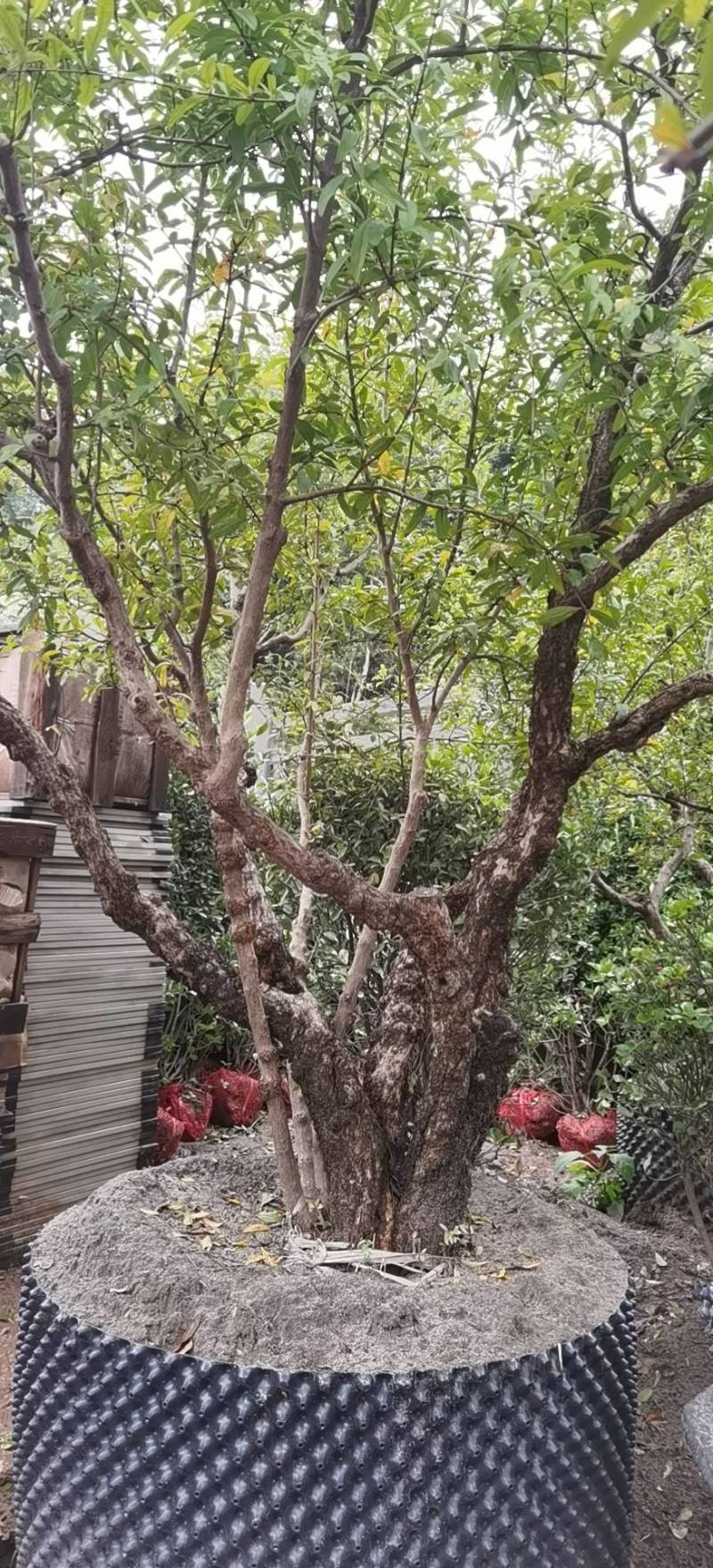 石榴树