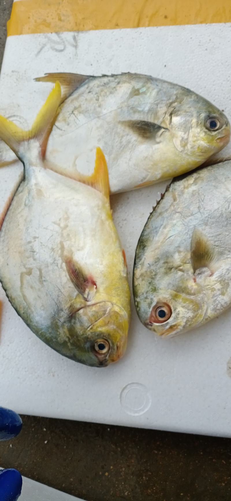 新鲜特大号金鲳鱼一箱肉鲳鱼平鱼白鲳鱼海鲜
