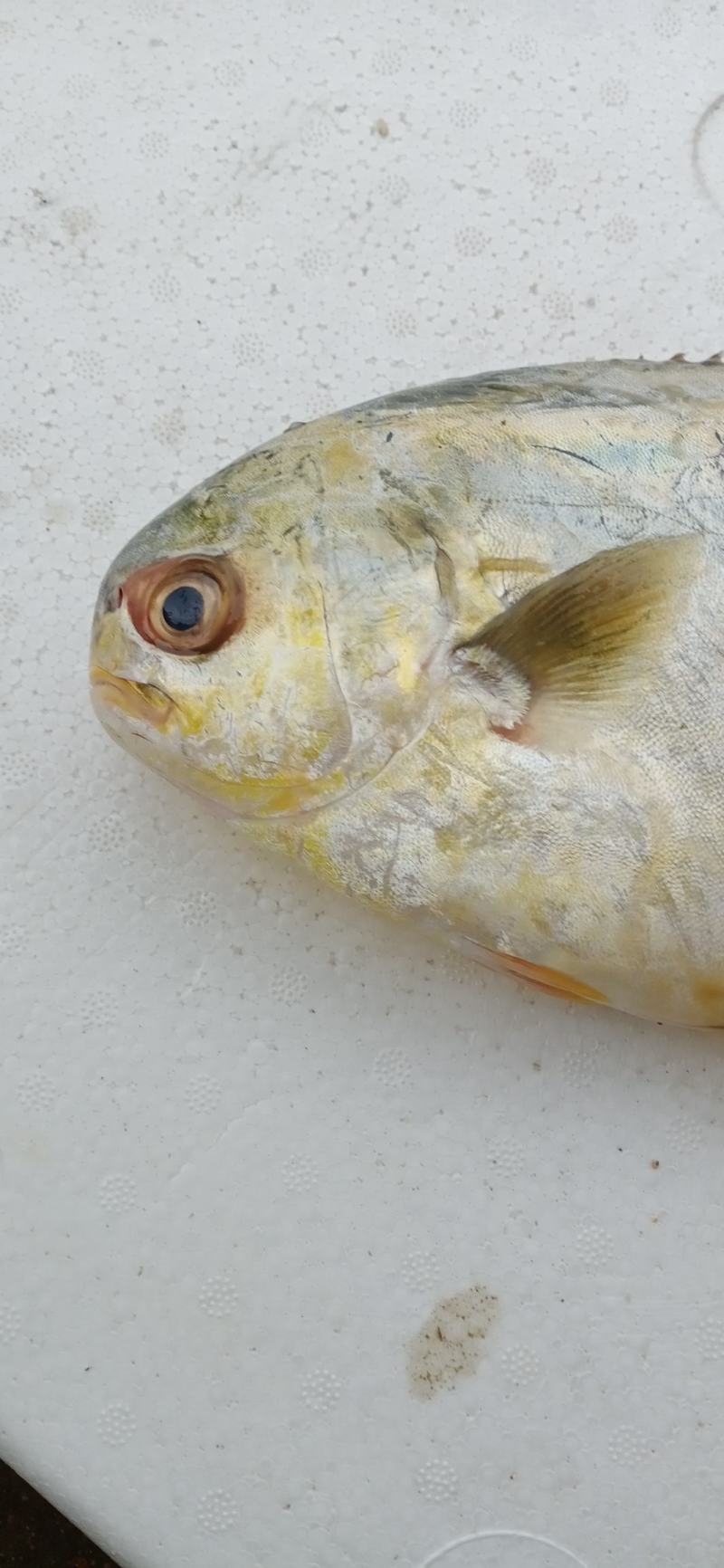 新鲜特大号金鲳鱼一箱肉鲳鱼平鱼白鲳鱼海鲜