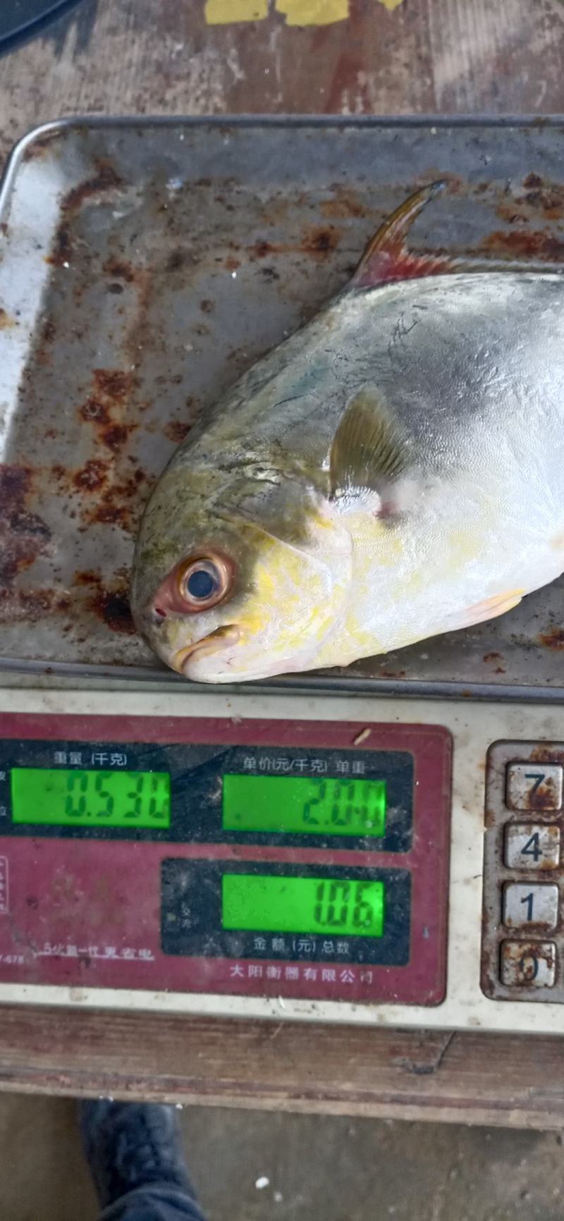 新鲜特大号金鲳鱼一箱肉鲳鱼平鱼白鲳鱼海鲜
