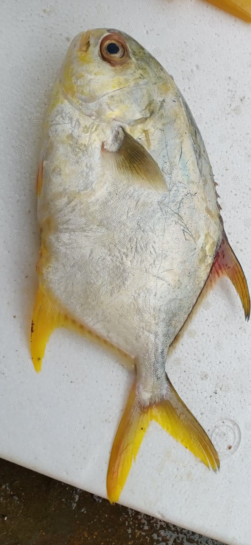 新鲜特大号金鲳鱼一箱肉鲳鱼平鱼白鲳鱼海鲜