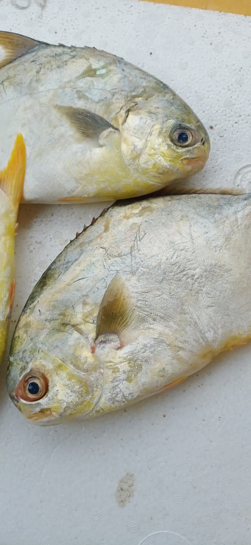 新鲜特大号金鲳鱼一箱肉鲳鱼平鱼白鲳鱼海鲜