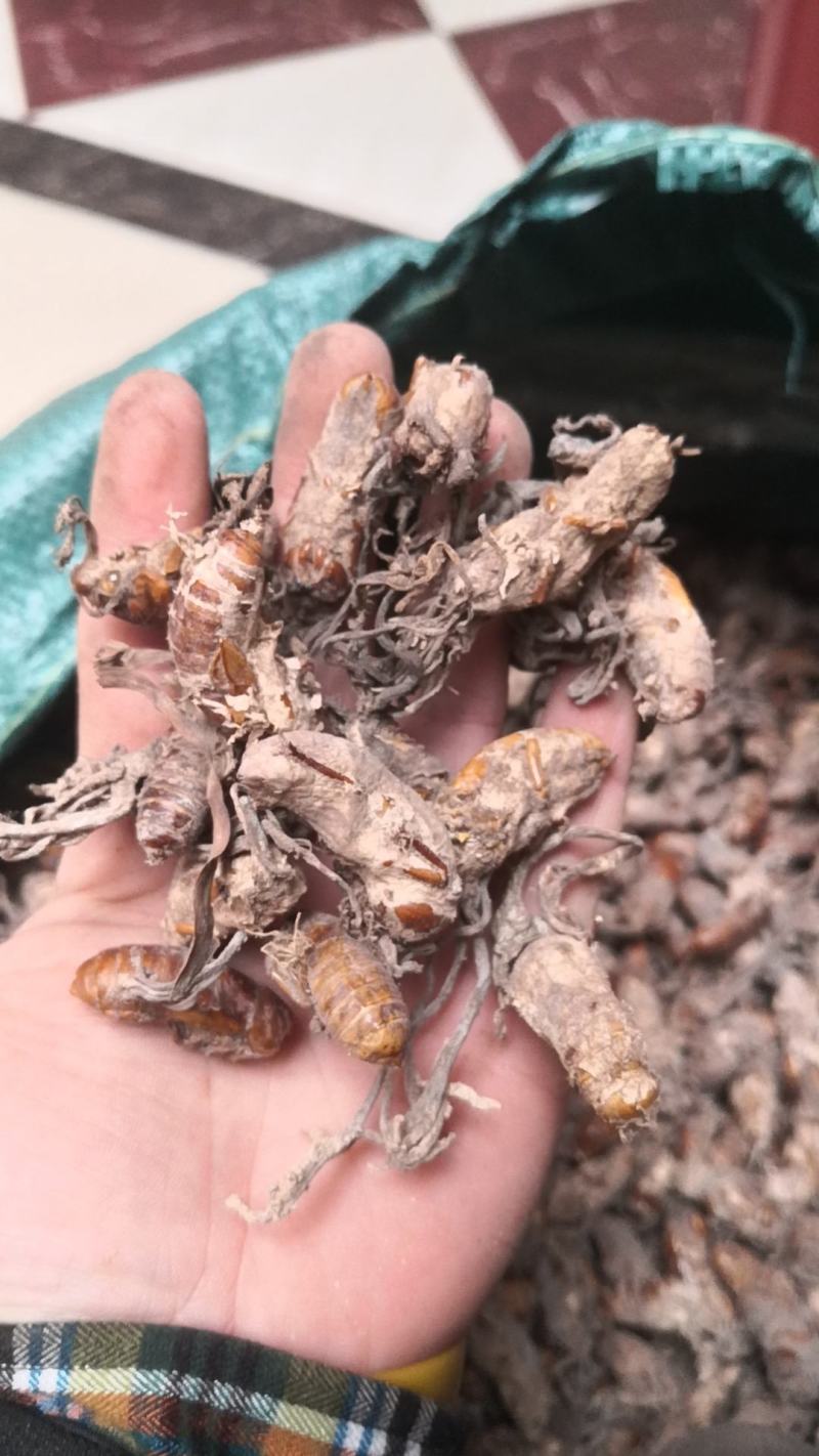 新货蝉花金蝉花虫草冬虫夏草知了花金蟾花