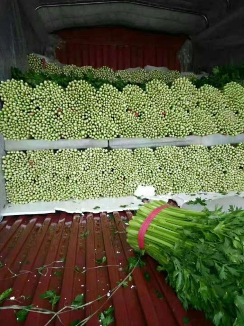 夏邑西芹，芹菜主产区万亩蔬菜大棚规格齐全一手货源
