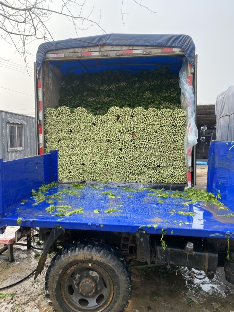 夏邑西芹，芹菜主产区万亩蔬菜大棚规格齐全一手货源