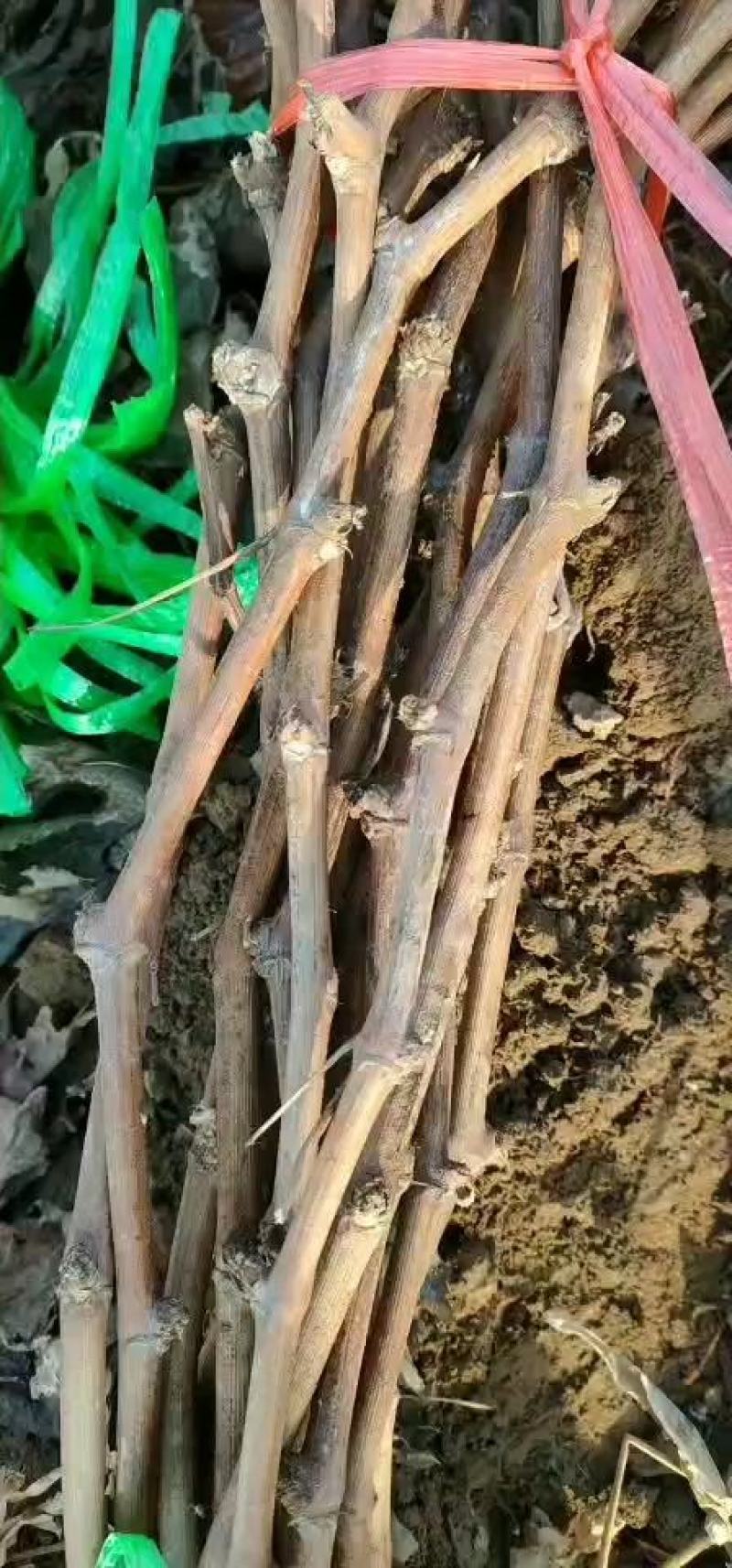 蓝宝石葡萄苗出售各种葡萄苗纯度%质量信誉保证