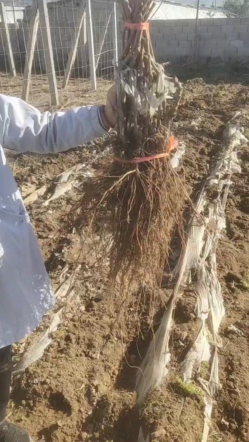 蓝宝石葡萄苗出售各种葡萄苗纯度%质量信誉保证