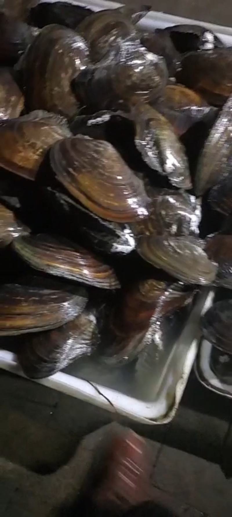 河蚌