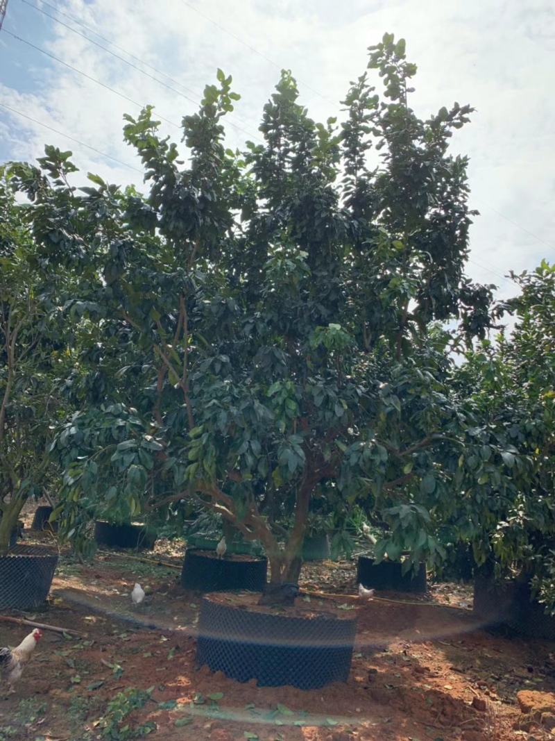柚子树出售，树形漂亮！绿化工程树！质量高，易成活