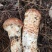 野生菌（干货）