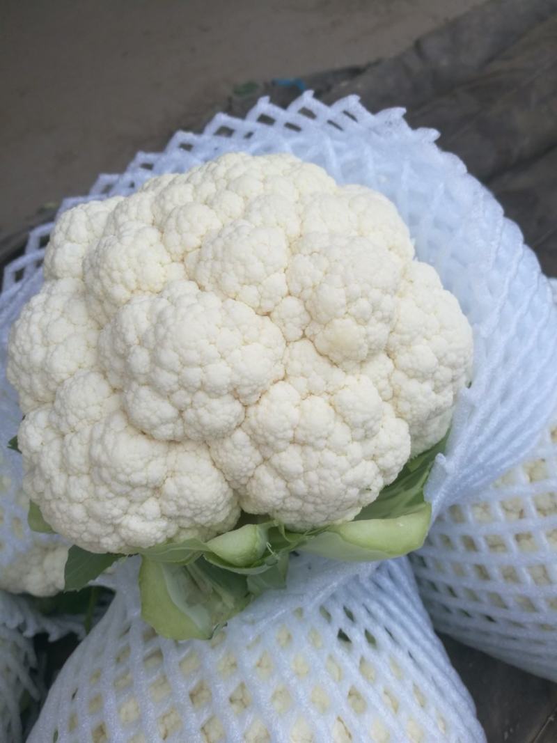 代购代销各种疏菜，需要的老板联系
