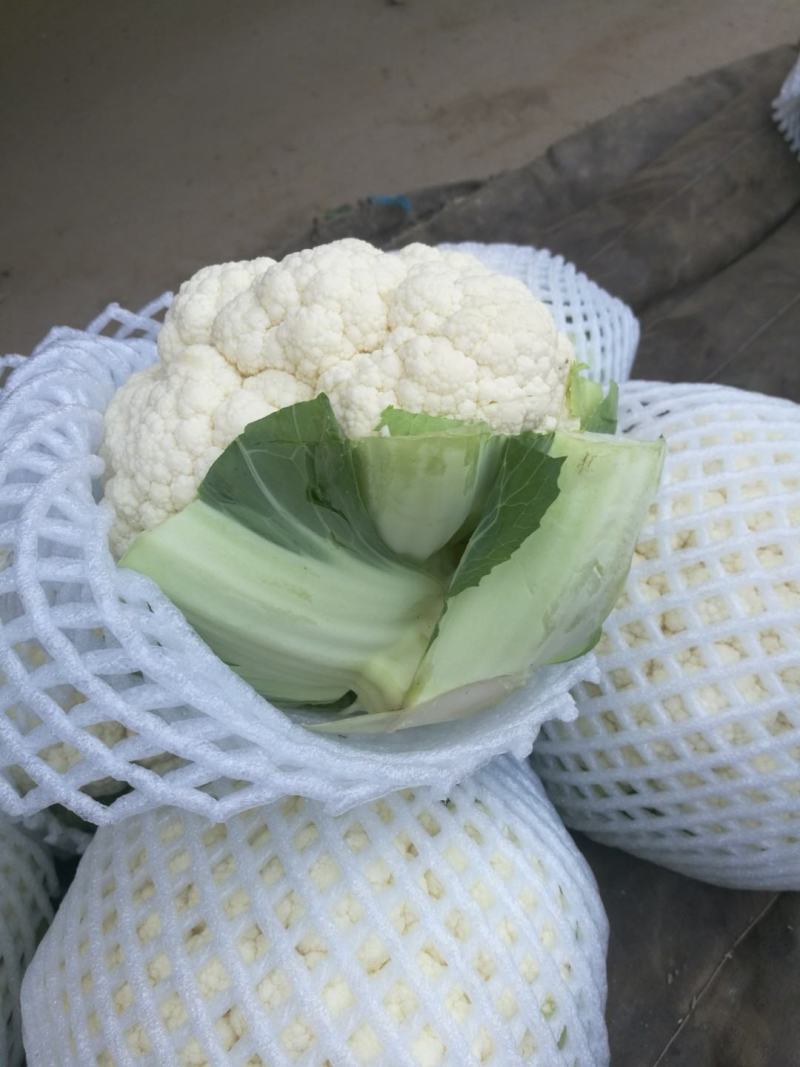 代购代销各种疏菜，需要的老板联系