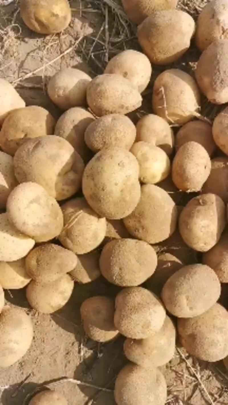 榆林土豆226土豆榆林市靖边县土豆226沙地优质品种
