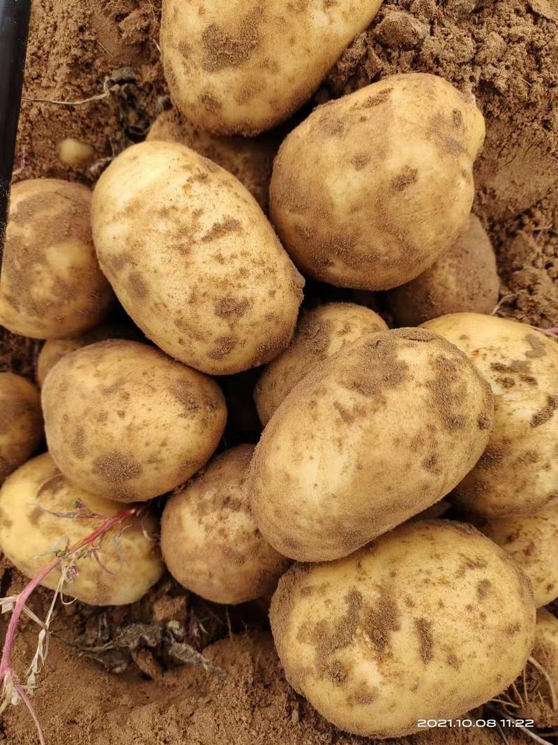 榆林土豆226土豆榆林市靖边县土豆226沙地优质品种