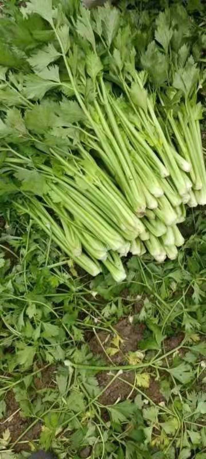 西芹，砀山西芹，玻璃脆，文图拉，一手货源，保证质量。