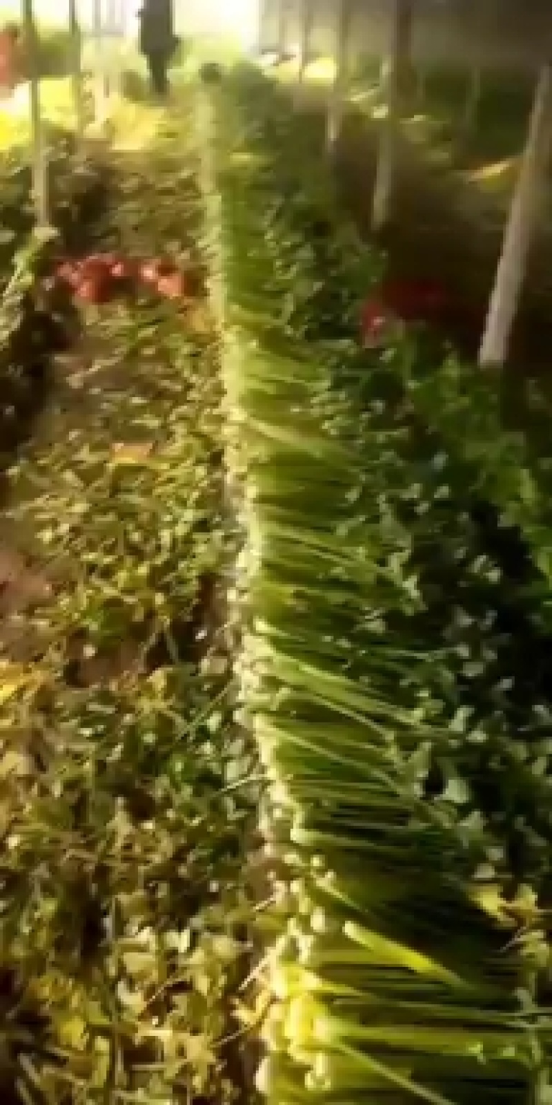 西芹，砀山西芹，玻璃脆，文图拉，一手货源，保证质量。