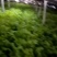 西芹，砀山西芹，玻璃脆，文图拉，一手货源，保证质量。