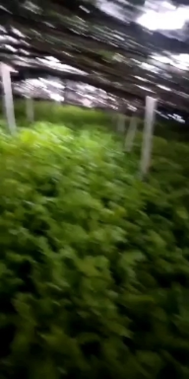 西芹，砀山西芹，玻璃脆，文图拉，一手货源，保证质量。
