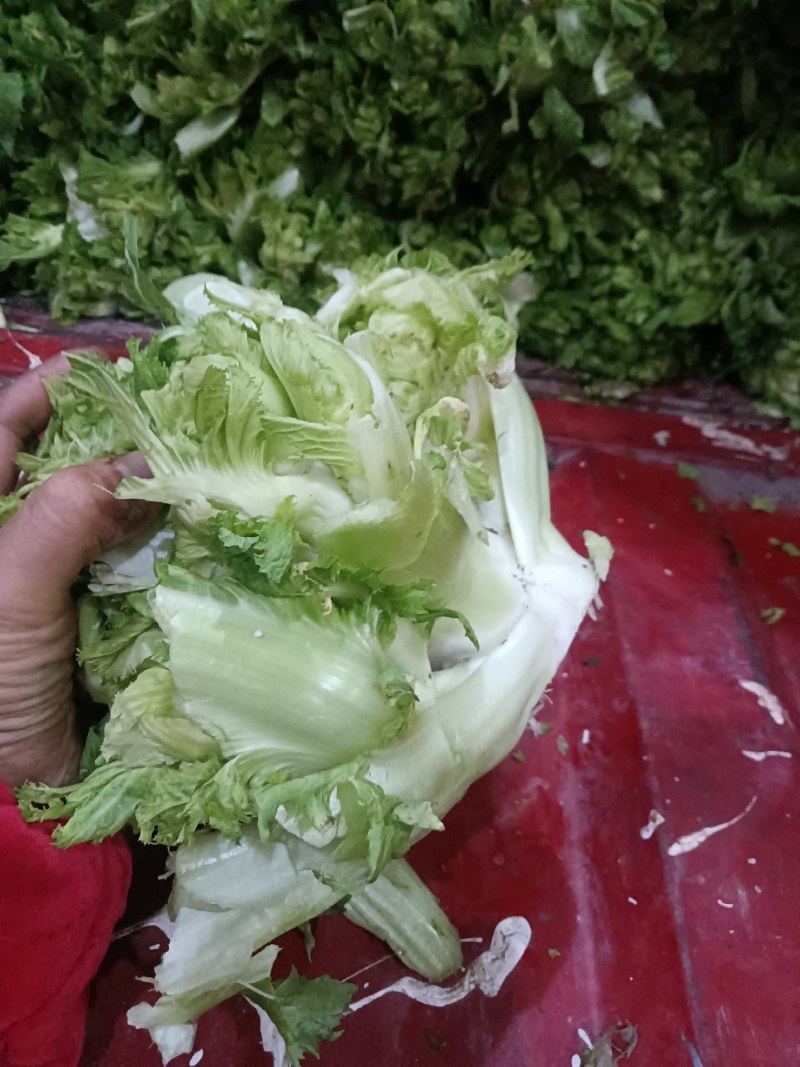 儿菜