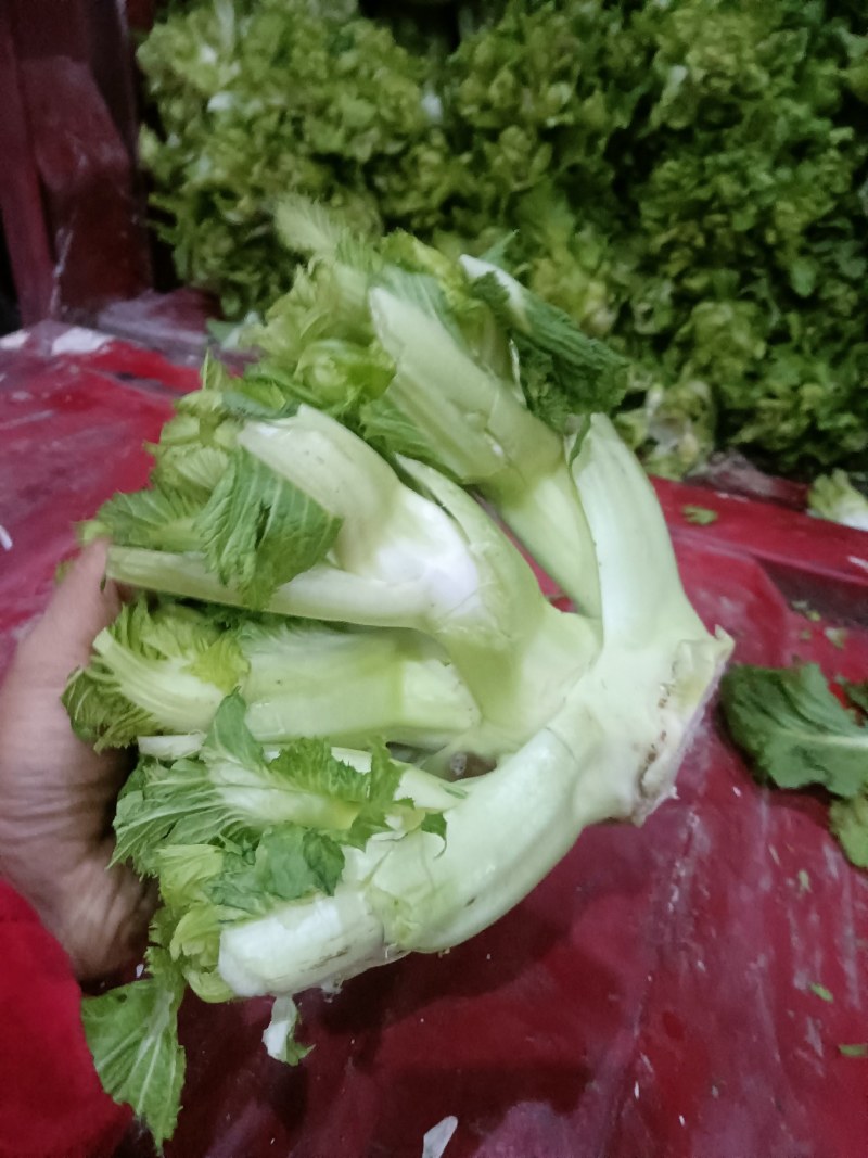儿菜