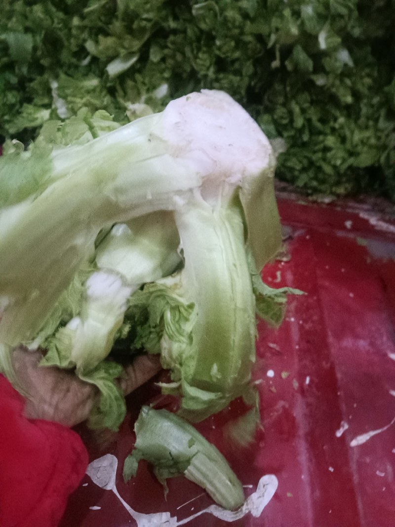 儿菜