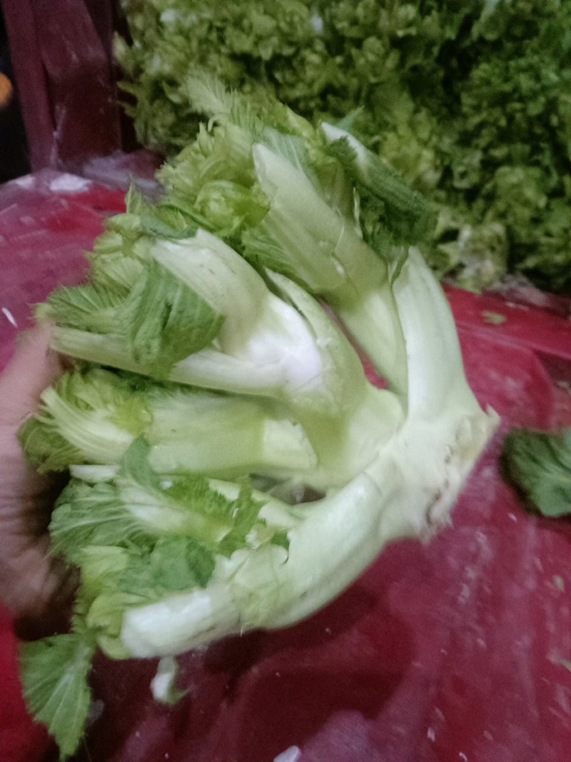 儿菜