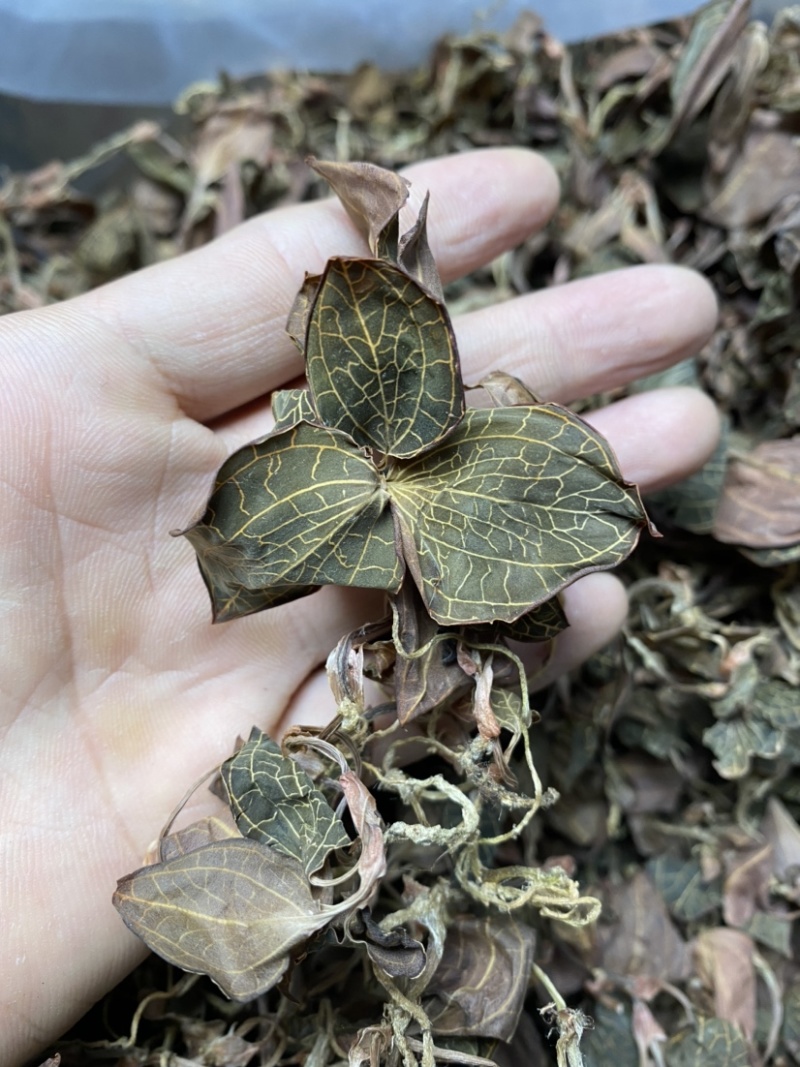 林下仿野生金线莲圆叶干品，鲜品大量有货，基地直发
