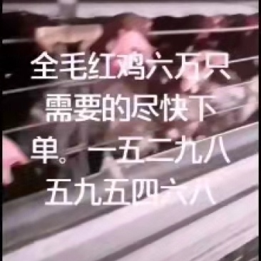 盐城红毛鸡
