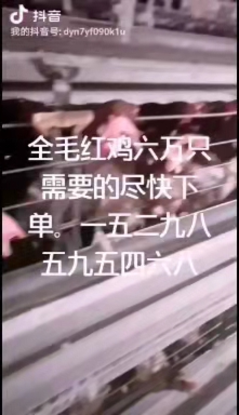 盐城红毛鸡