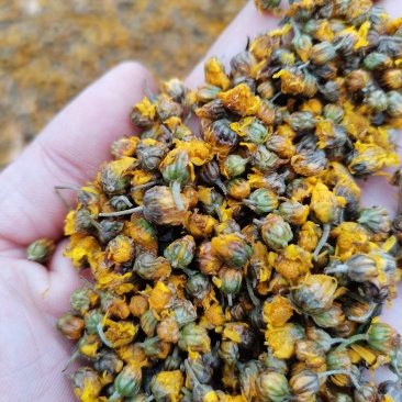 野生菊花存手工採摘有需要的联系我价格给力