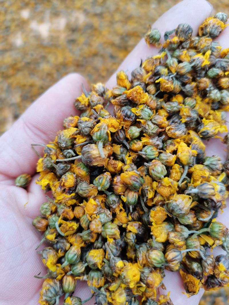 野生菊花存手工採摘有需要的联系我价格给力