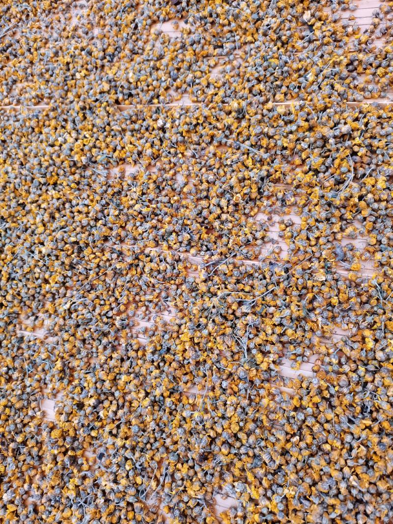 野生菊花存手工採摘有需要的联系我价格给力