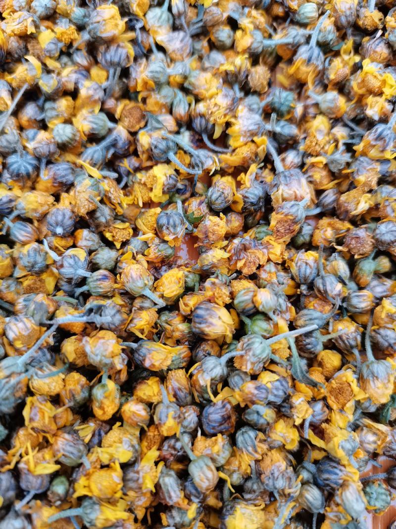 野生菊花存手工採摘有需要的联系我价格给力