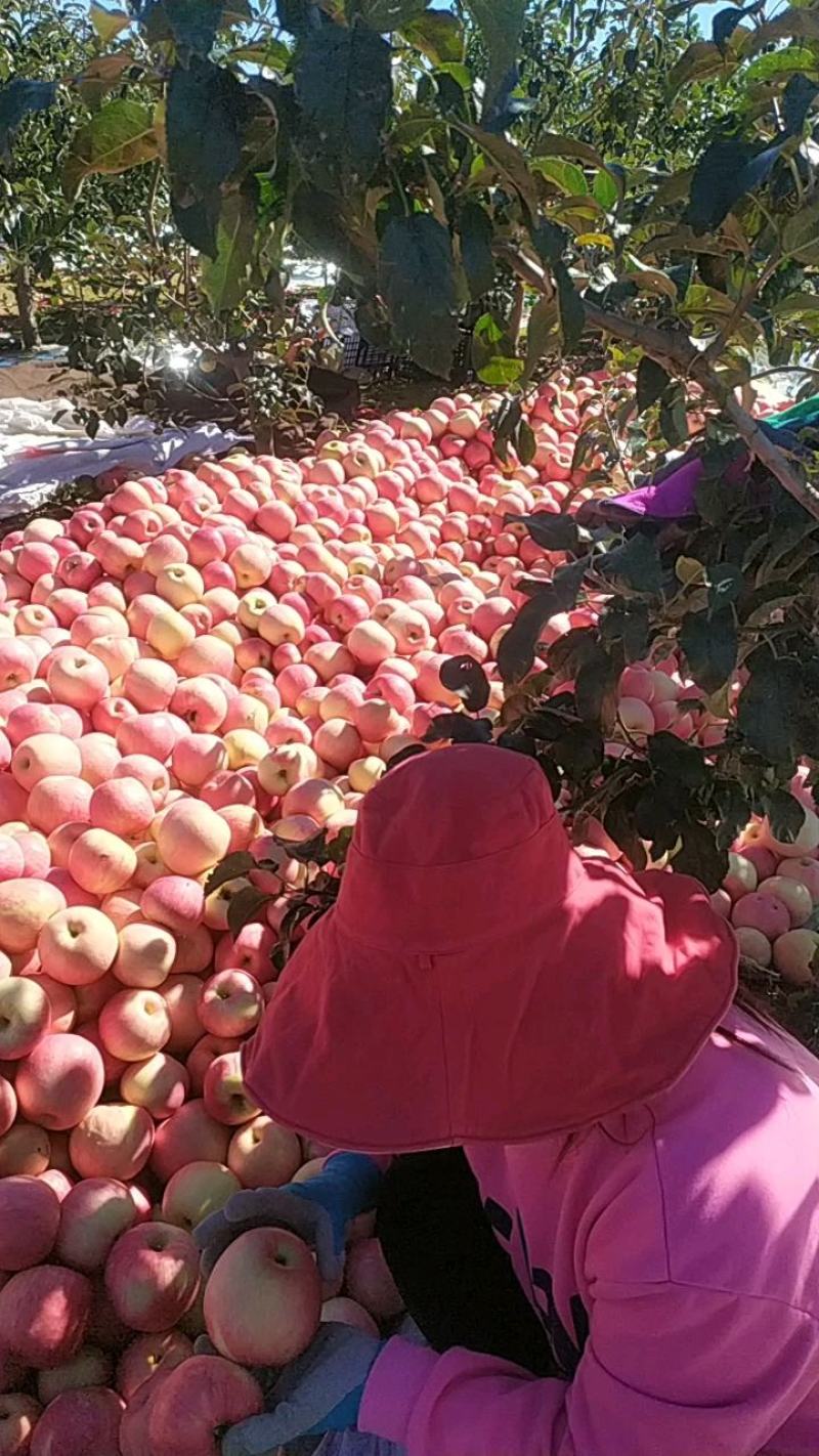 #现场实拍#辽宁绥中县寒富苹果，口感脆甜，品质保障，欢迎批发