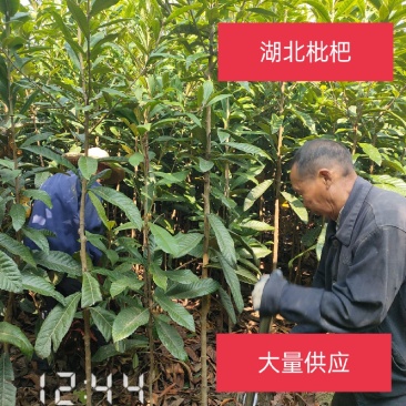 3-10公分的枇杷树大量供应，杆直支持线上保障交易