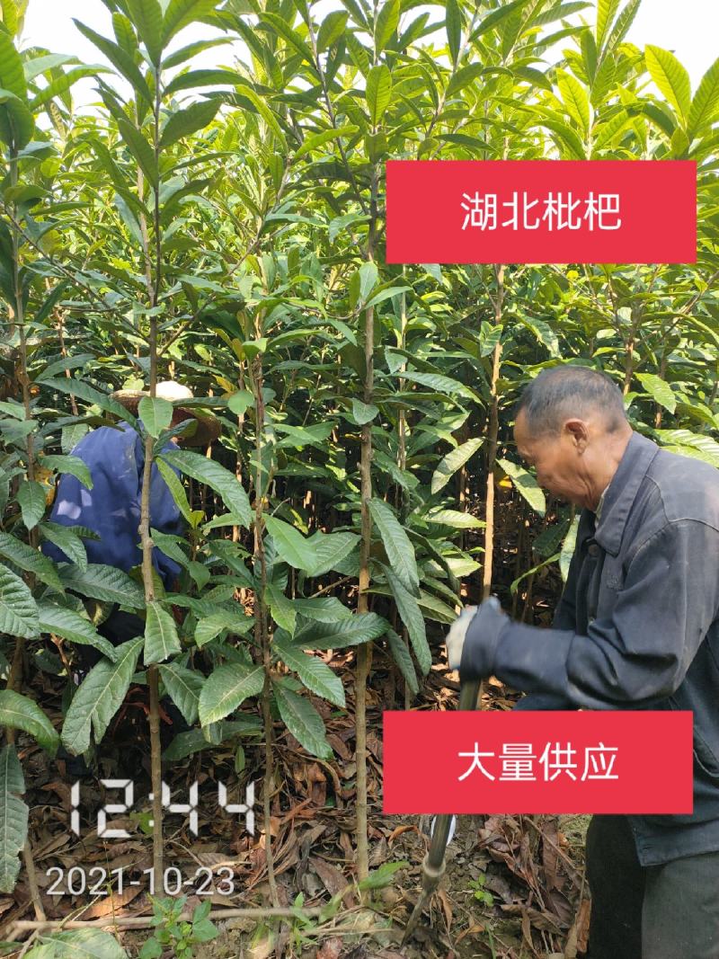 3-10公分的枇杷树大量供应，杆直支持线上保障交易