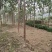 泡桐树供应8-10-12公分-15-18-20紫花泡桐树