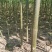 泡桐树供应8-10-12公分-15-18-20紫花泡桐树