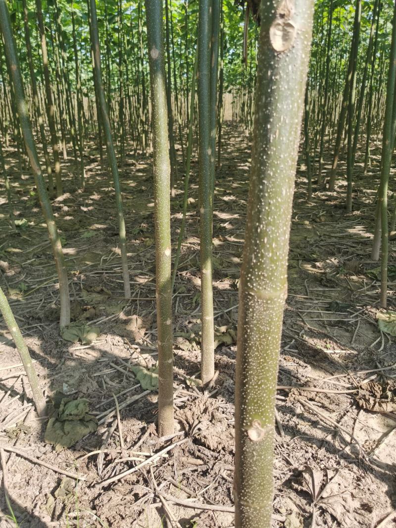 泡桐树供应8-10-12公分-15-18-20紫花泡桐树