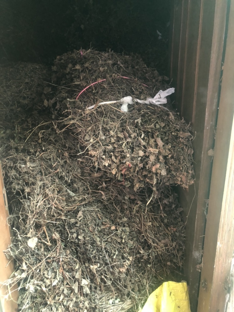 鱼腥草
