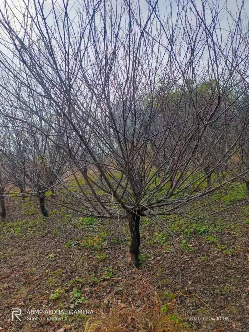 榆叶梅