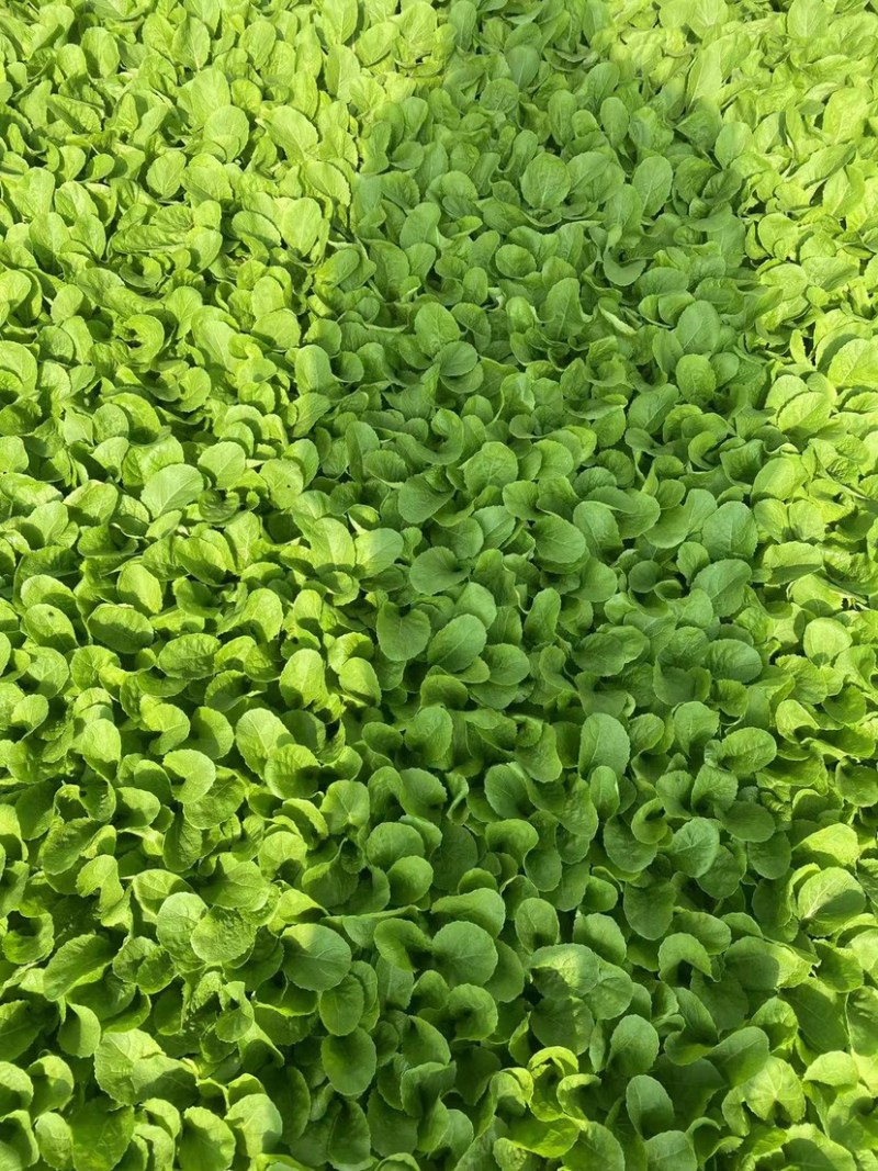 【精选】娃娃菜苗品质好货量大优惠提供专业指导