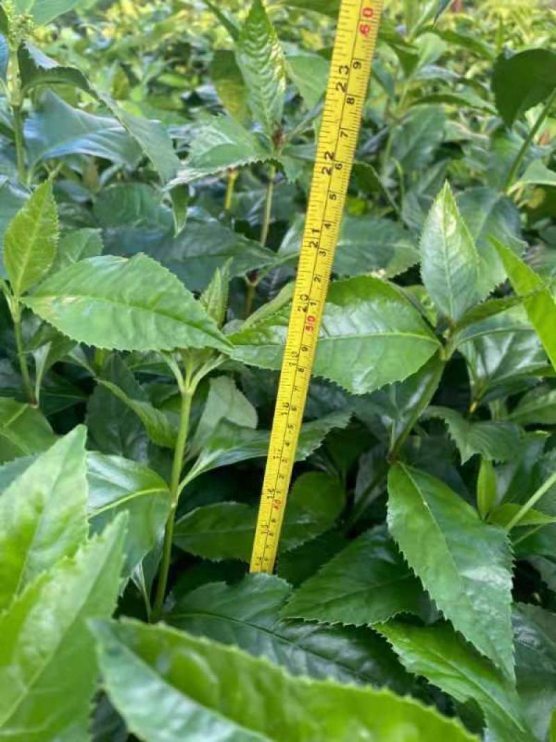有大量草珊瑚苗出售有需要的老板请下单